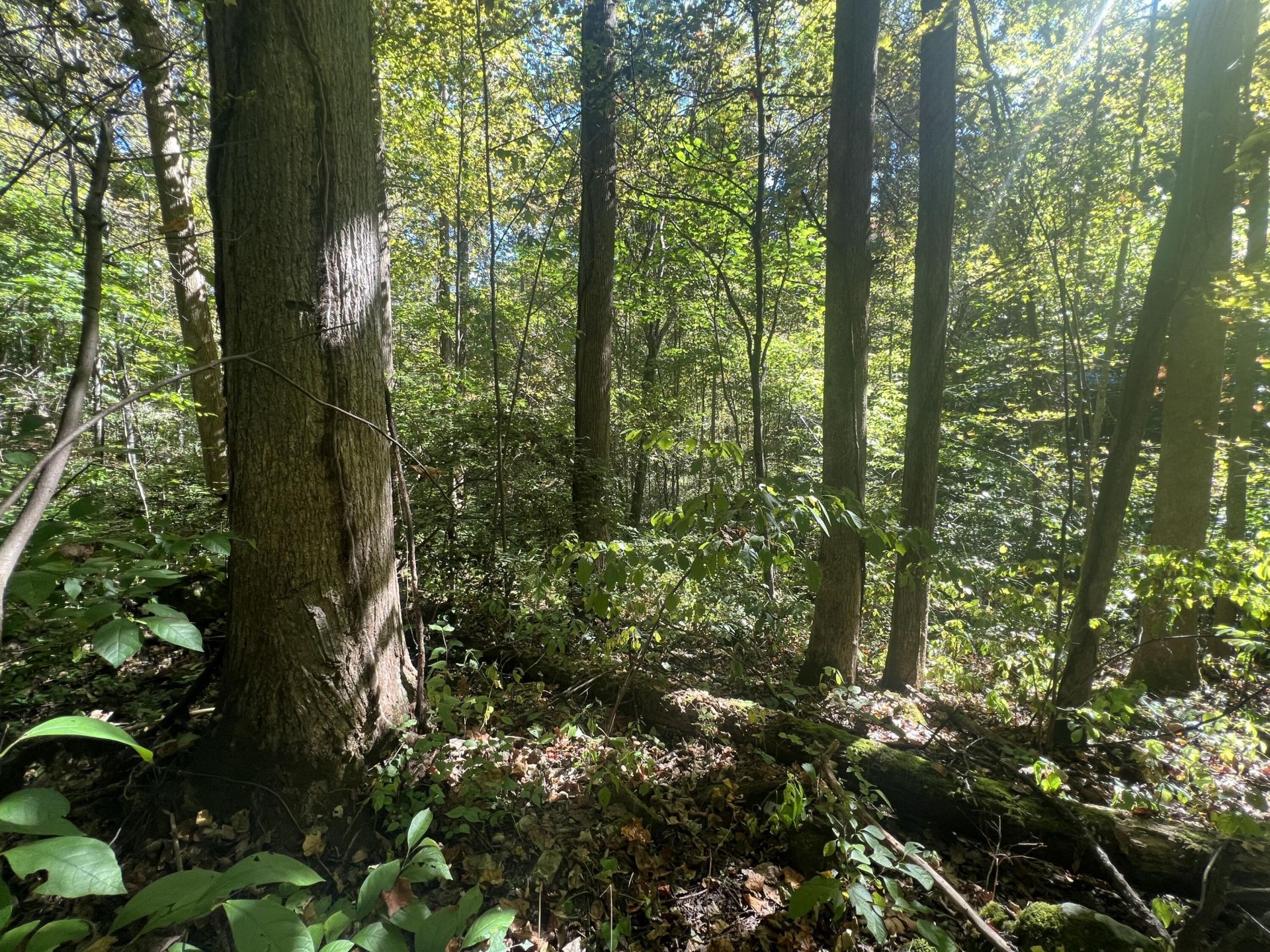 Lot 15 Red River Valley , Slade, KY 40376