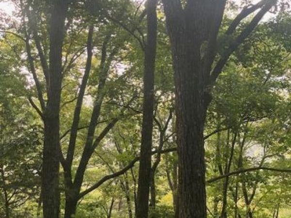 071 Long Mountain Road, McMinnville, TN 37110