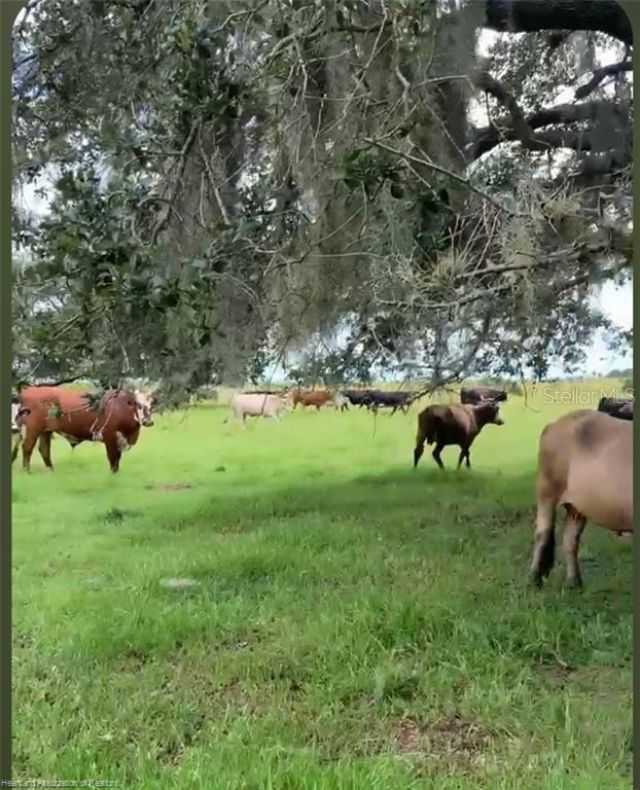 320 Grigsby Road , Venus, FL 33960 Photo