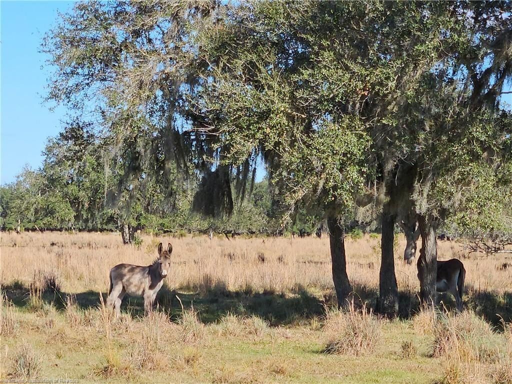 320 Grigsby Road , Venus, FL 33960 Photo