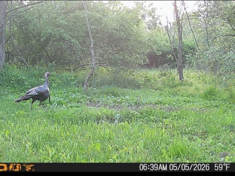 Pugh Road, Cadiz, OH 43907 Photo 5