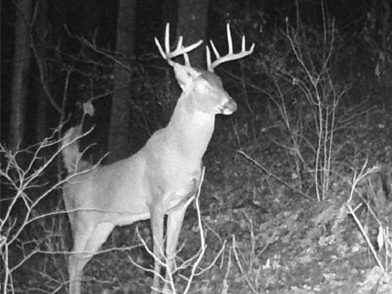 Pugh Road, Cadiz, OH 43907 Photo 6