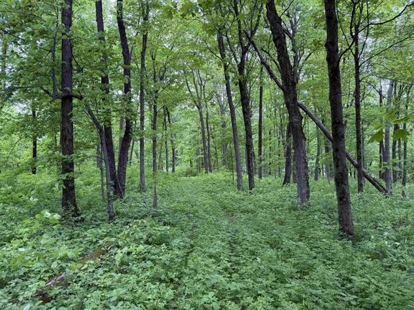 xxx Greenbrier Road, Luana, IA 52156