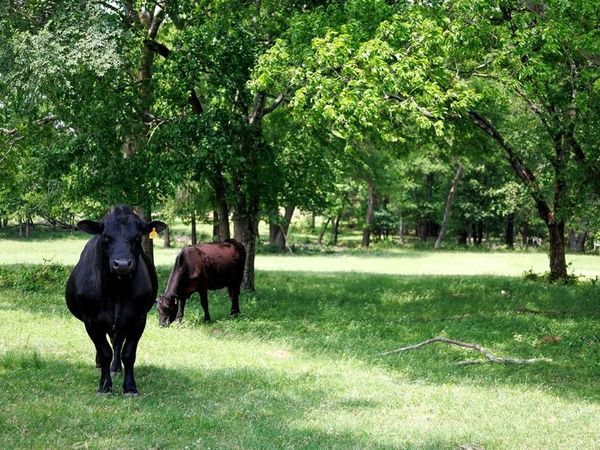 6100 Fm 314 , Ben Wheeler, TX 75754