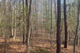 521 Mount Valley Road photo 4