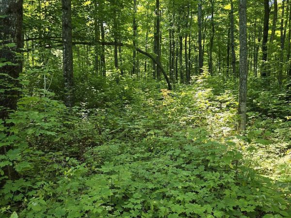 Unit 12 Redridge Creek Road, Stanton Twp, MI 49905