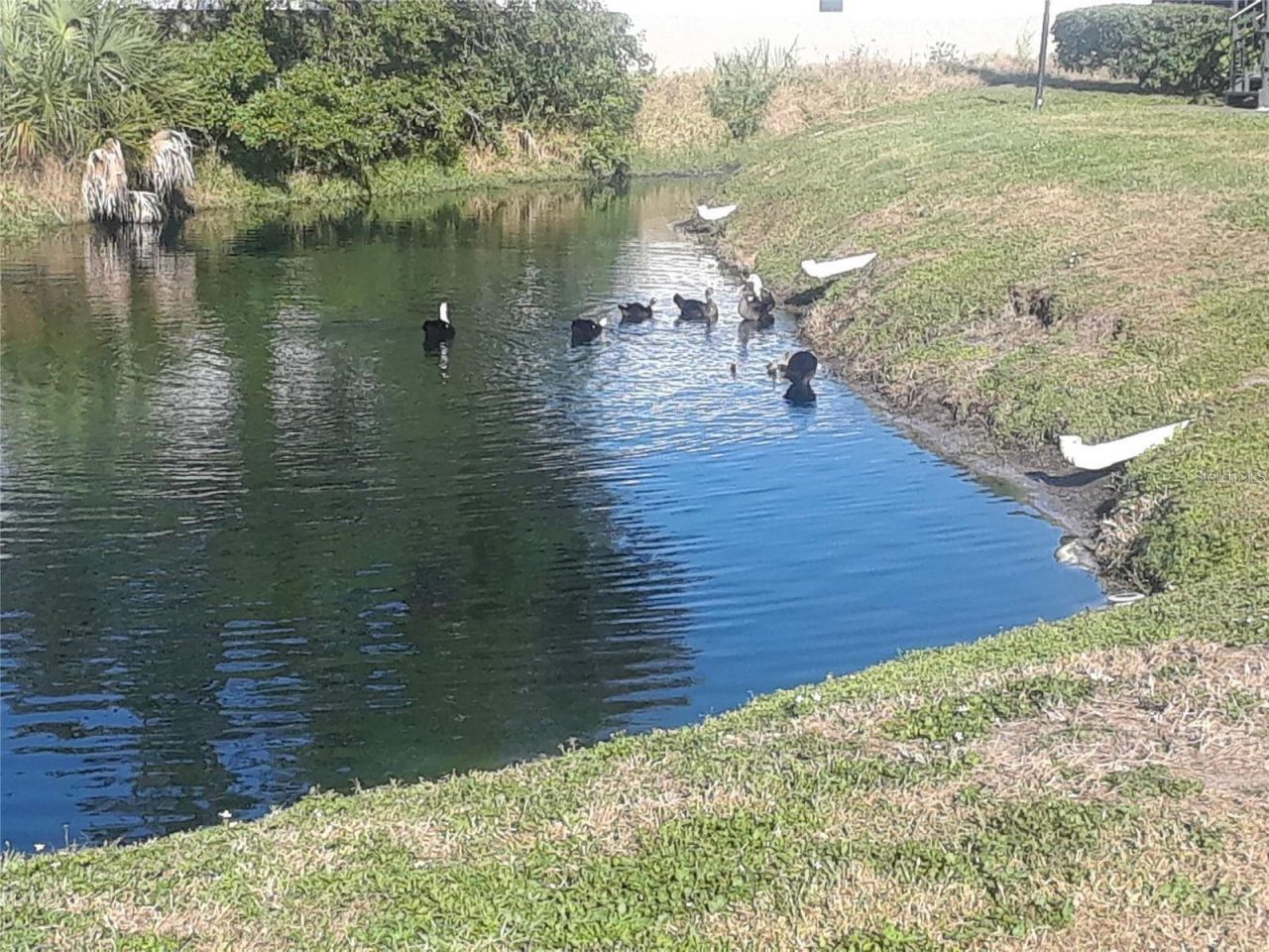 9100 Dr Martin Luther King Jr Street N, Unit 1411, Saint Petersburg, FL 33702 Photo
