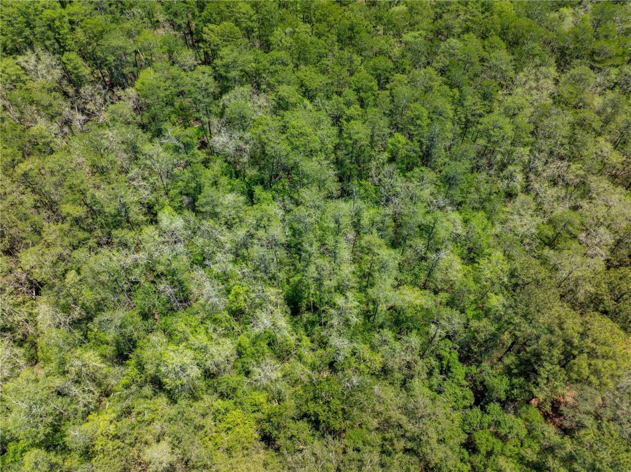 Lot 46 SW Roanoke Terrace, Fort White, FL 32038 Photo