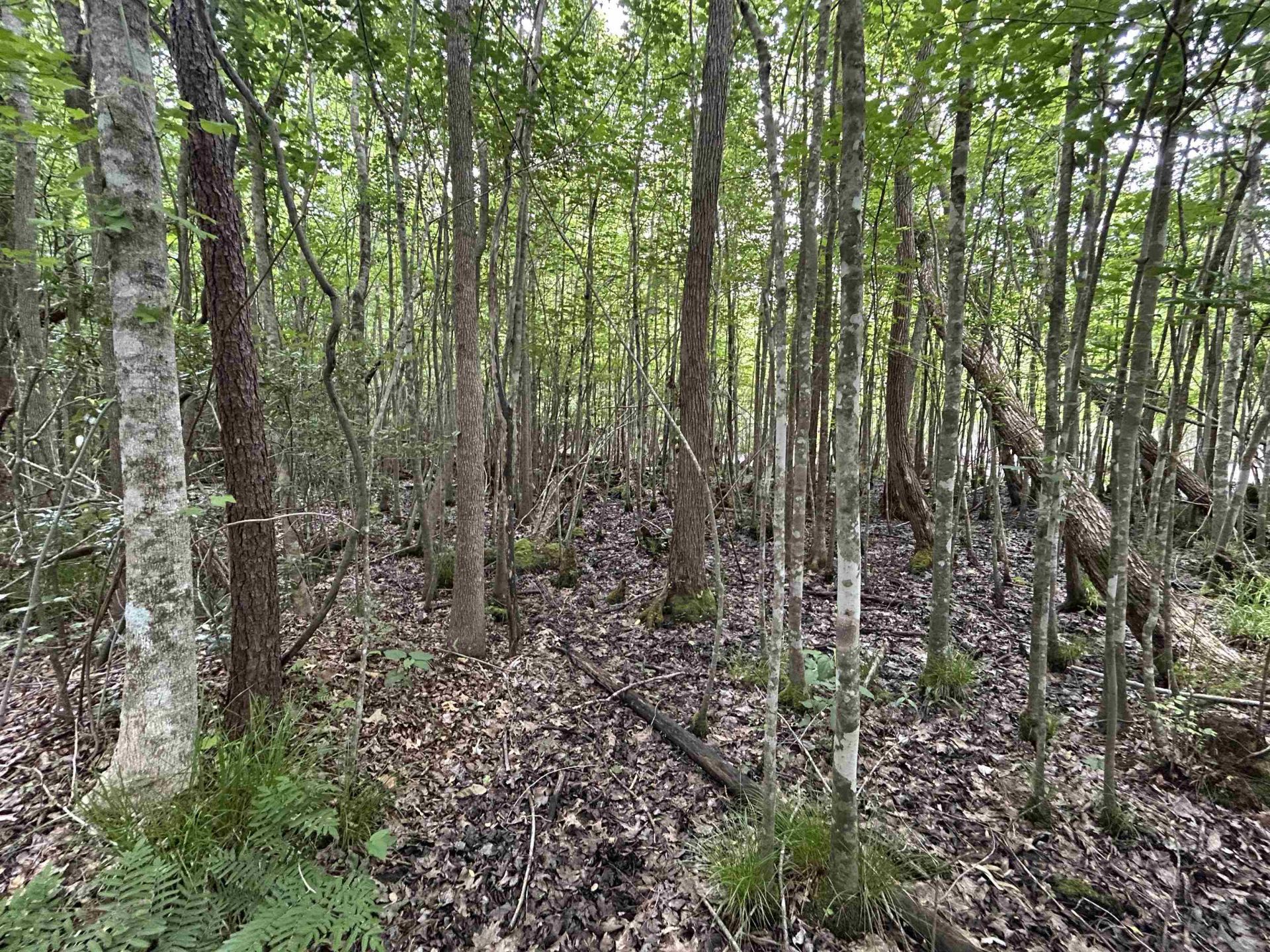 2680 Green Sea Rd.  Photo 15