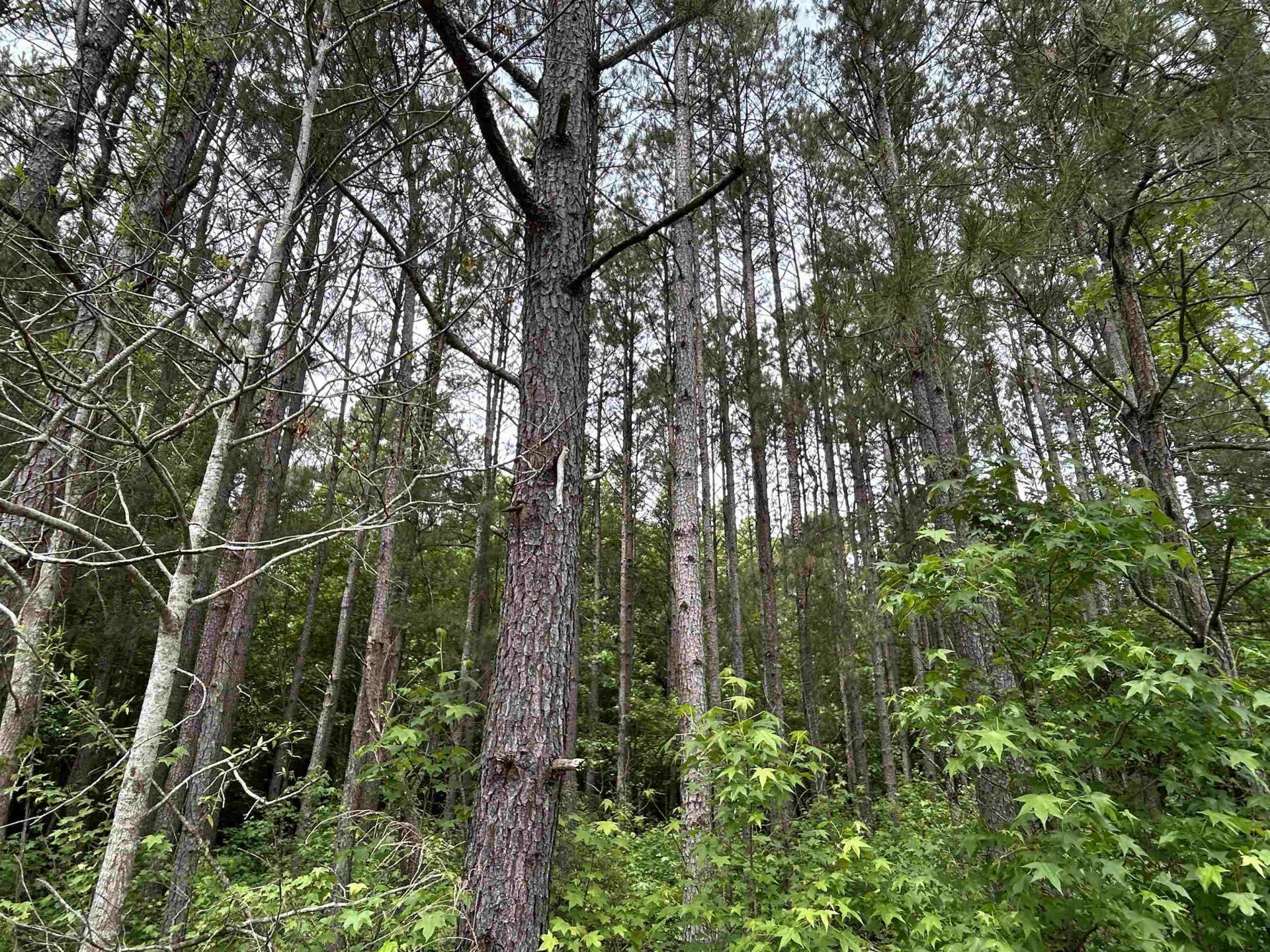 2680 Green Sea Rd.  Photo 18