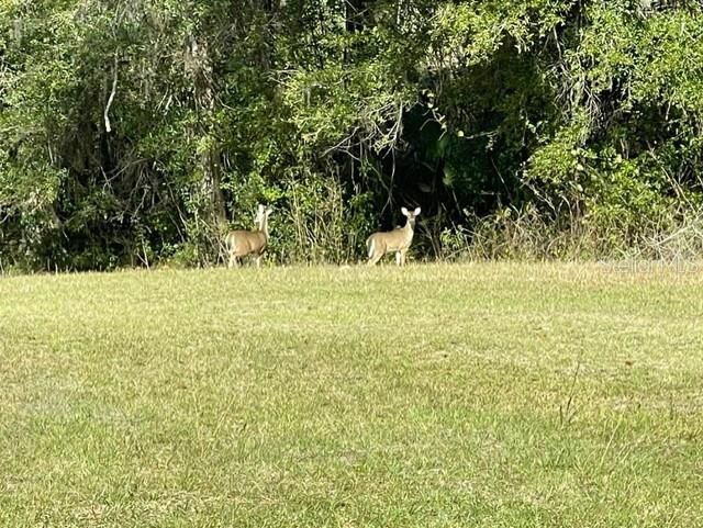 21800 SW 15th Avenue , Newberry, FL 32669 Photo