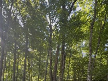Lot 140 & 141 Wilderness Drive , Mammoth Cave, KY 42259