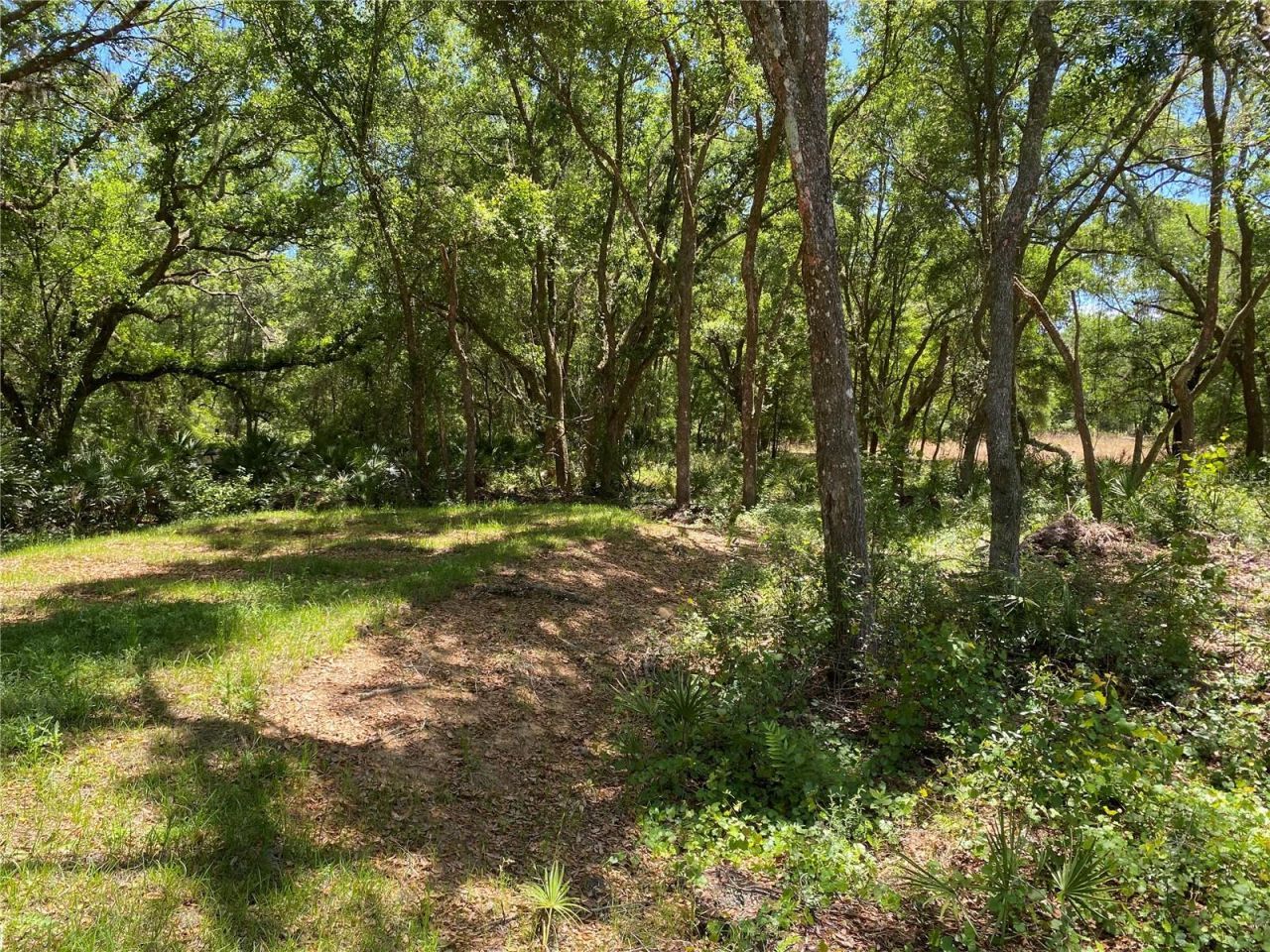 36064 Butternut Drive, Webster, FL 33597 Photo