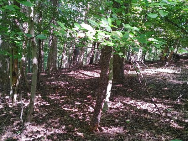Lot 53 Ridgeway CT , Moneta, VA 24121