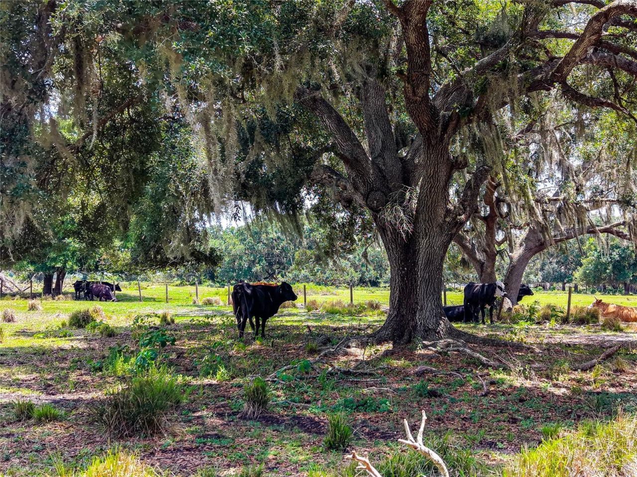 3030 N Nursery Road, Zolfo Springs, FL 33890 Photo