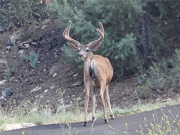 2100 Hickory Court, Pine Mountain Club, CA 93222