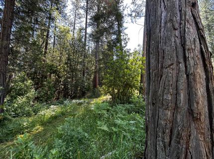 12215 Poke Pl, Nevada City, CA 95959 Photo