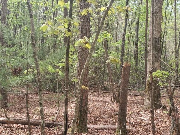 36 & 38 Squirrel Hunting, Ellijay, GA 30536