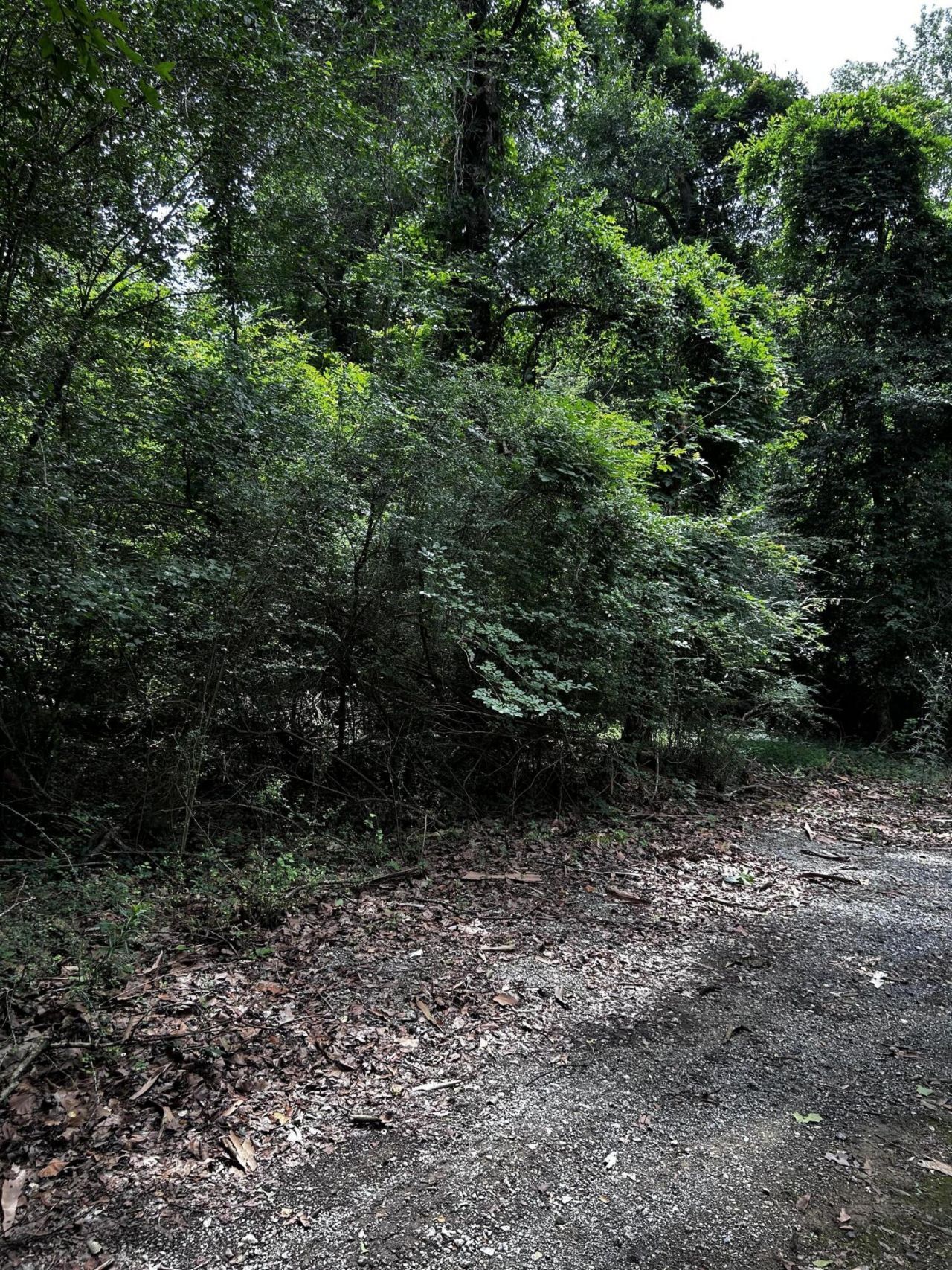 0 Varner Ridge Lane Photo 4