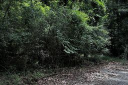 0 Varner Ridge Lane photo 4