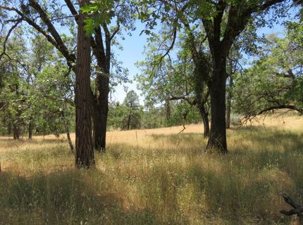 4426 Bald Mountain Road, West Point, CA 95255 Photo