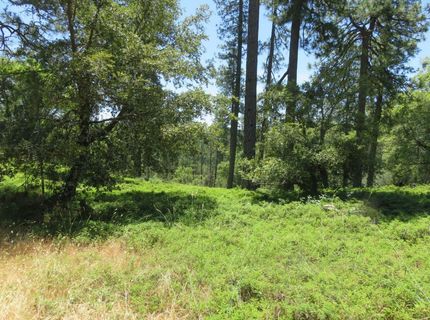 4426 Bald Mountain Road, West Point, CA 95255 Photo