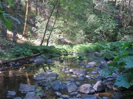 4426 Bald Mountain Road, West Point, CA 95255 Photo