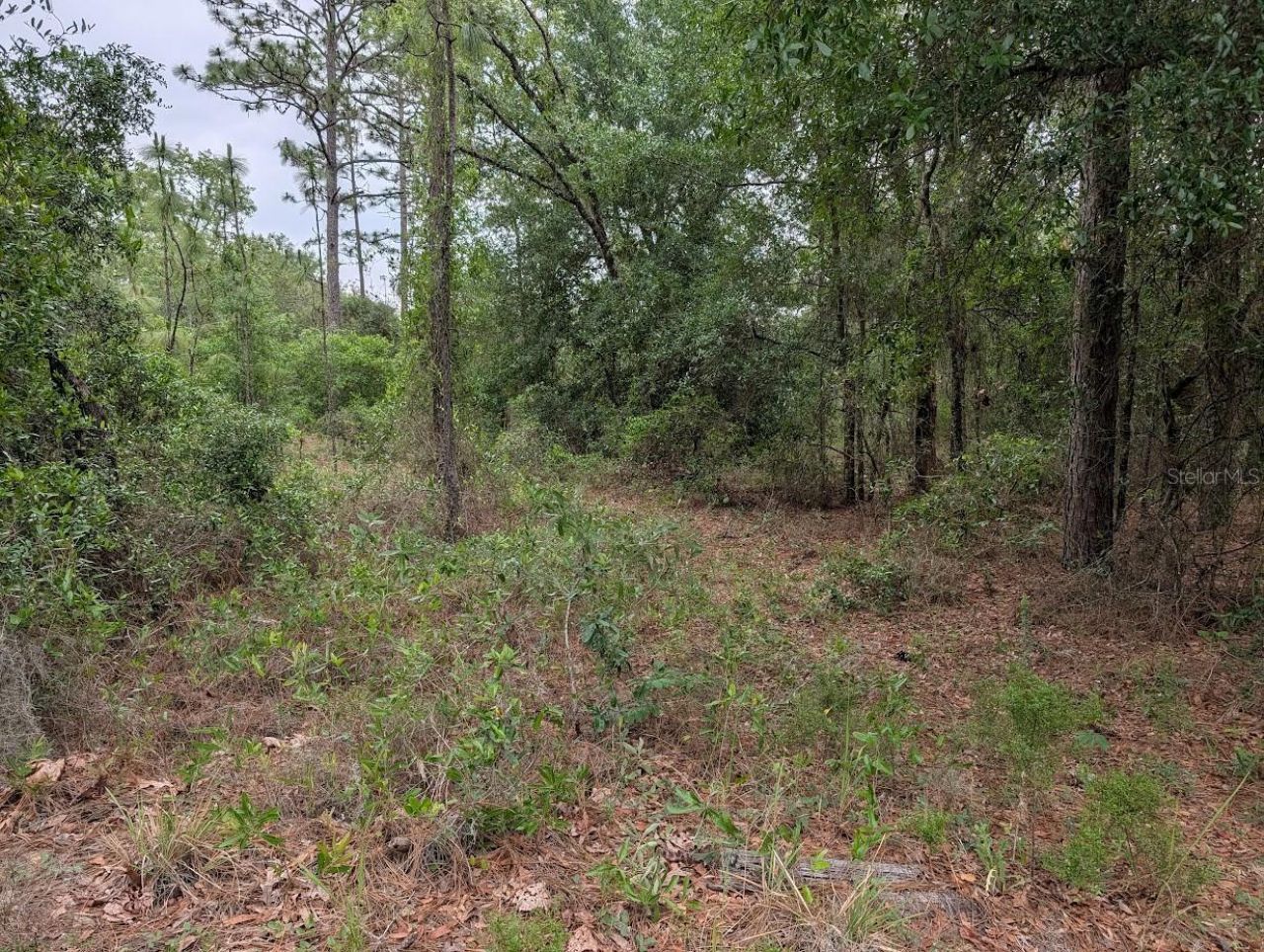 Sw Half Moon Drive, Dunnellon, FL 34431 Photo