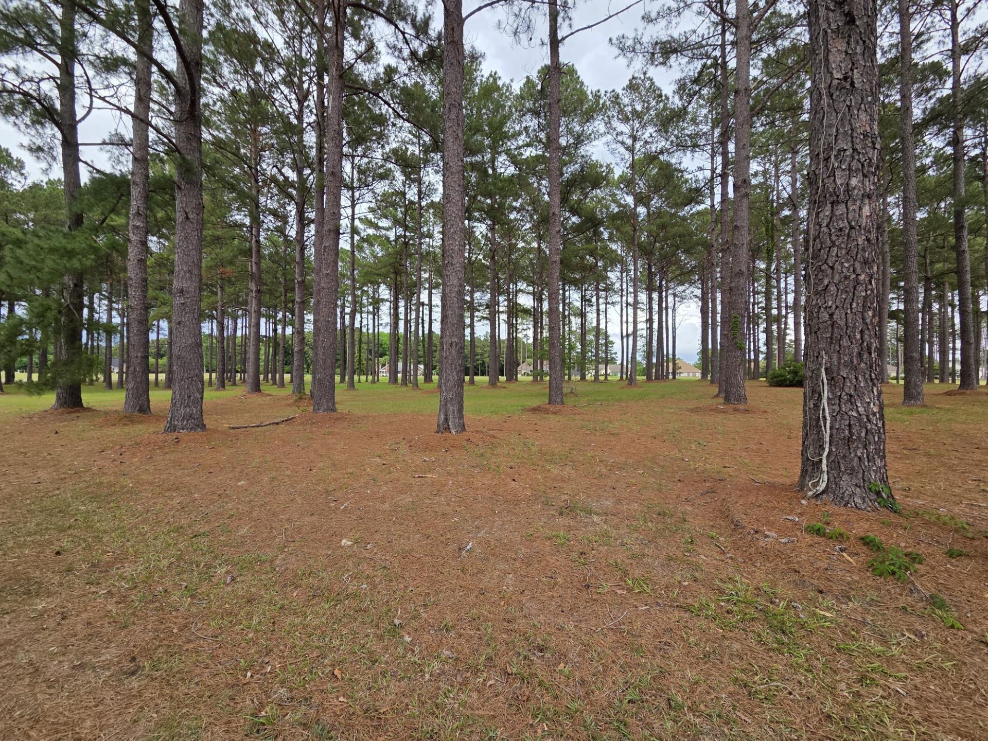 402 Pinelake Court Photo 3
