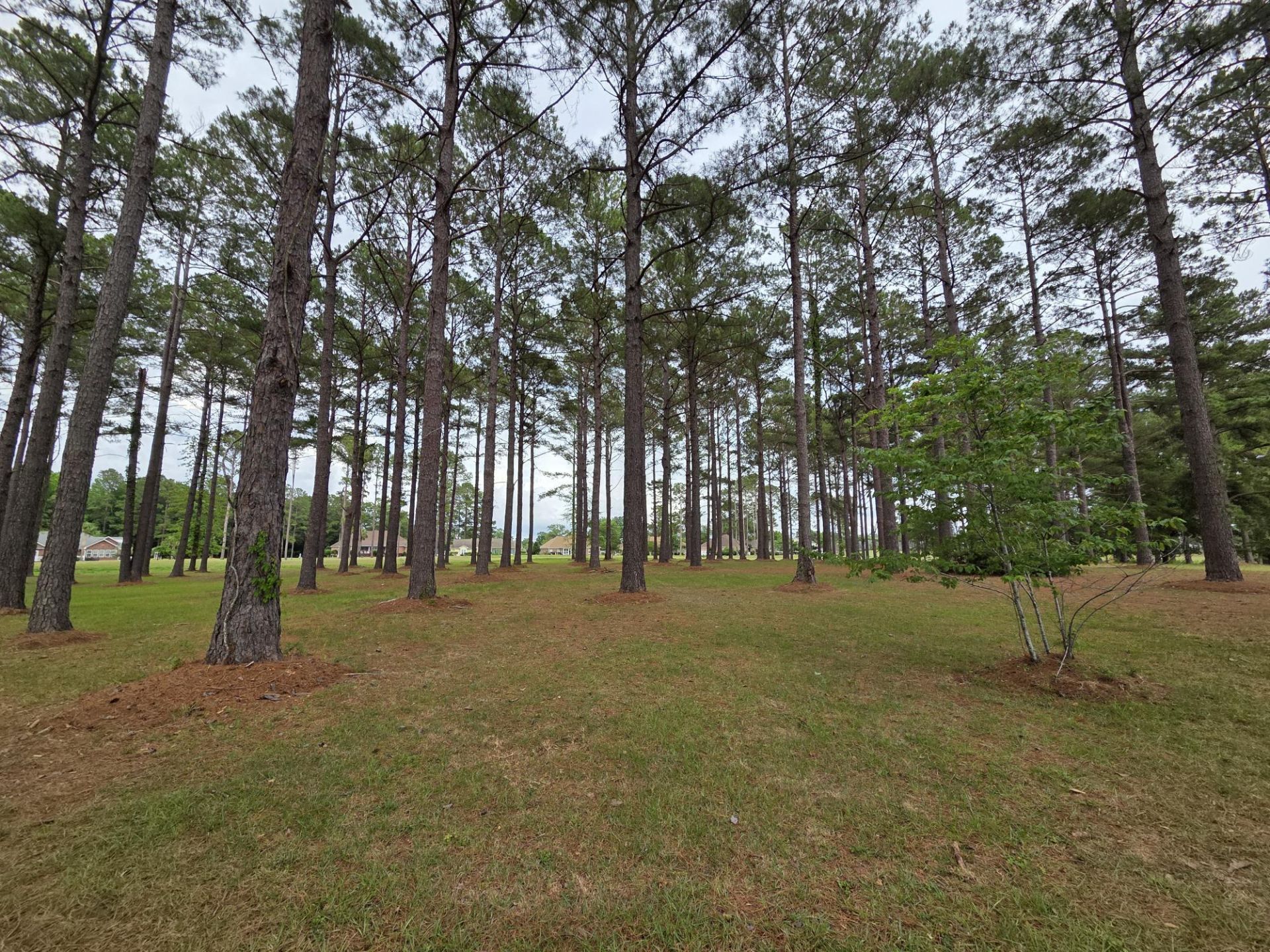 402 Pinelake Court Photo 4