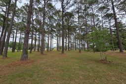 402 Pinelake Court photo 4