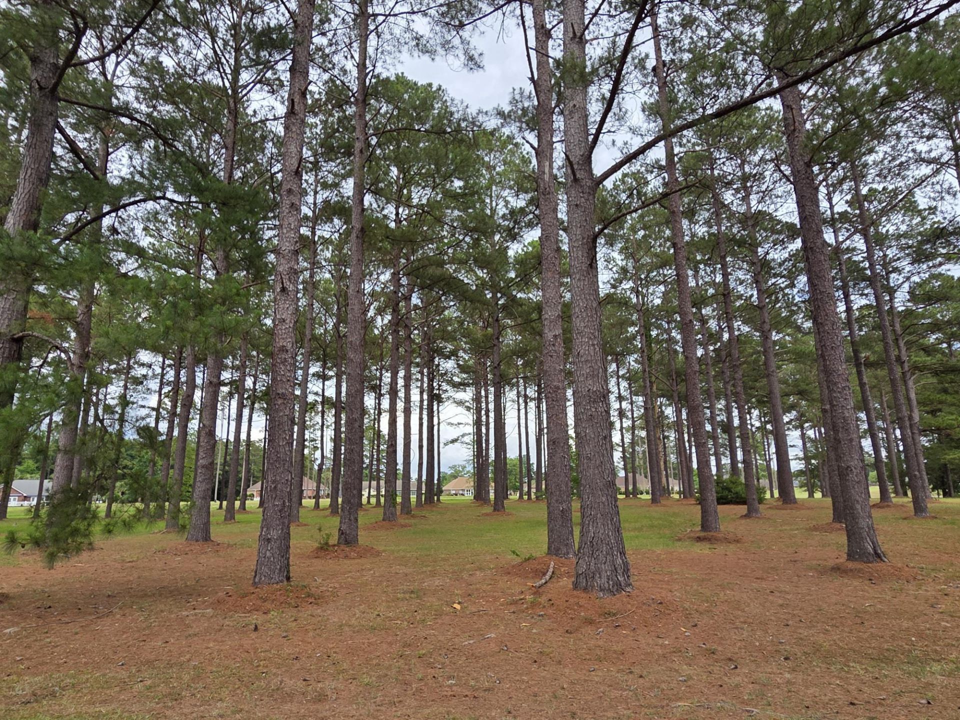 402 Pinelake Court Photo 5