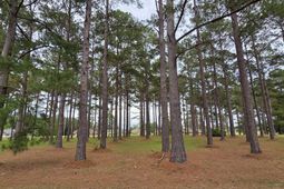 402 Pinelake Court photo 4