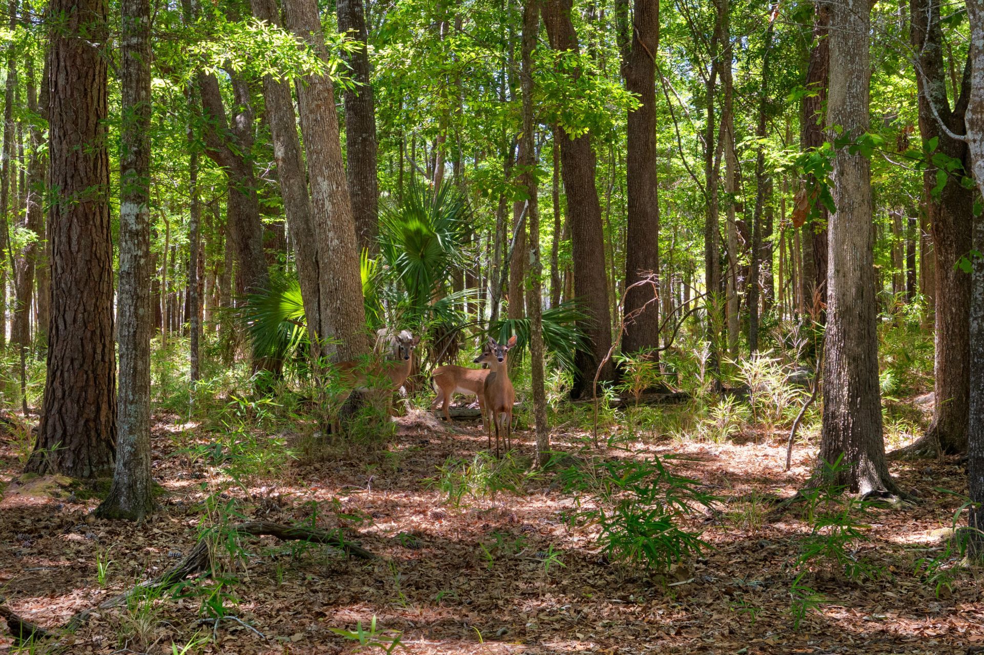 3687 Coastal Crab Road Photo 69