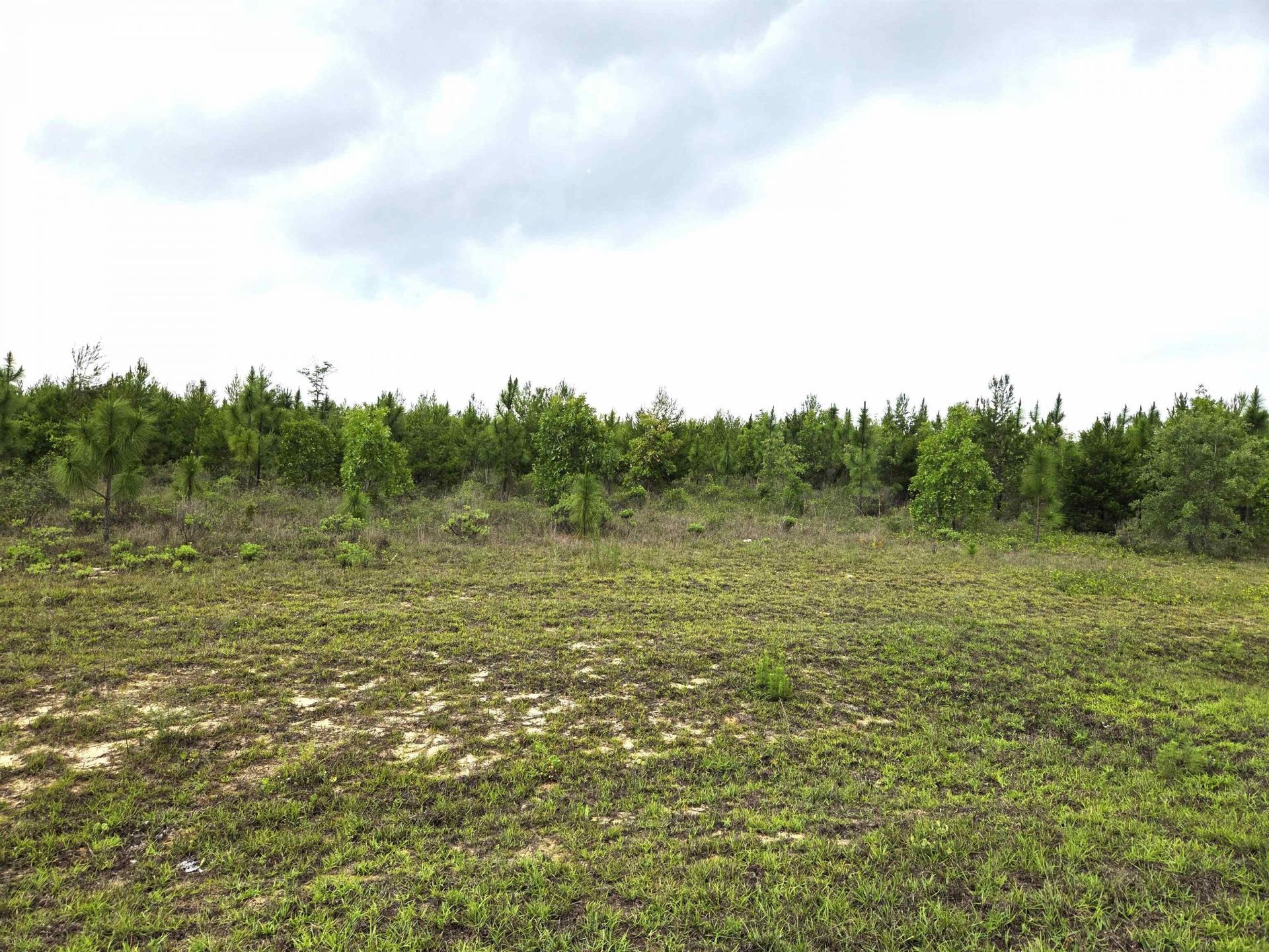 Xxx NW Telogia Creek Estates W, Bristol, FL 00000 Photo