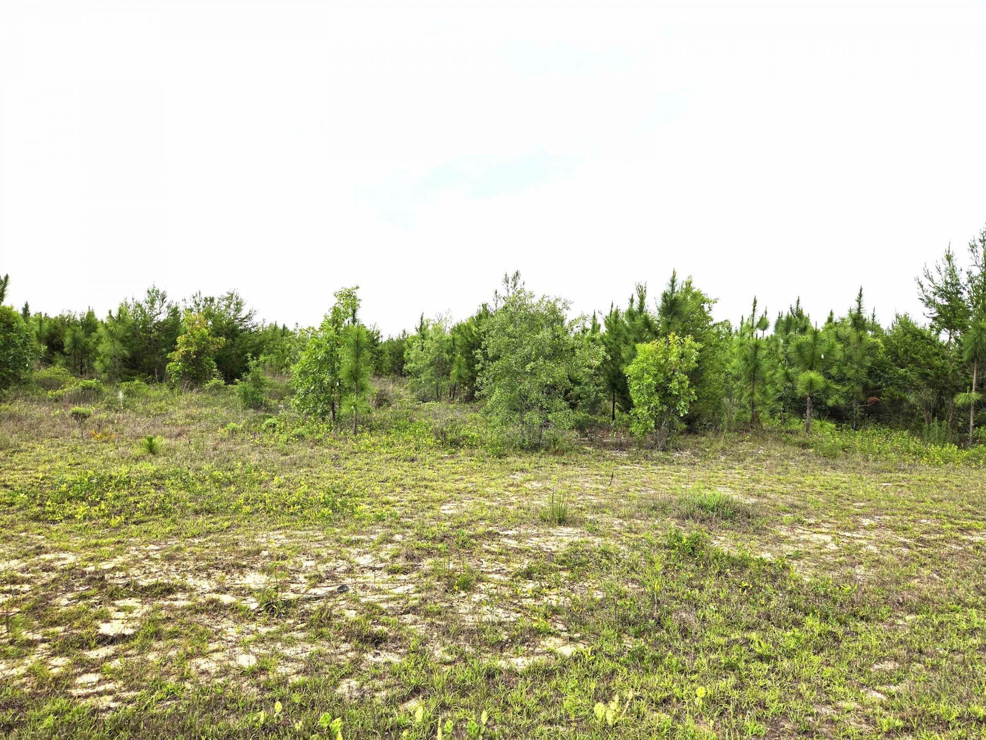 Xxx NW Telogia Creek Estates W, Bristol, FL 00000 Photo
