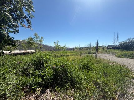 10340 Grizzly Flat Rd, Grizzly Flats, CA 95636 Photo