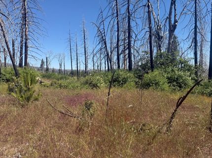 7350 S View Dr, Grizzly Flats, CA 95636 Photo