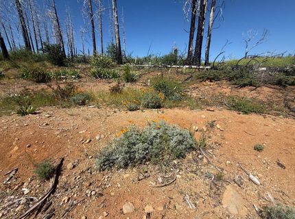 7350 S View Dr, Grizzly Flats, CA 95636 Photo