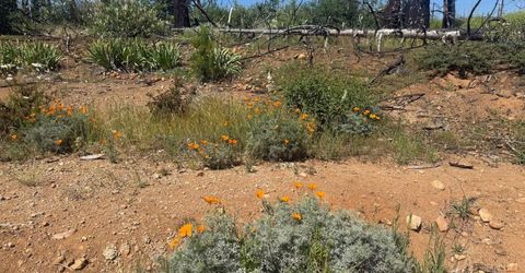 7350 S View Dr, Grizzly Flats, CA 95636 Photo
