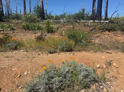 7350 S View Dr, Grizzly Flats, CA 95636 Photo