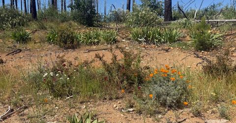 7350 S View Dr, Grizzly Flats, CA 95636 Photo