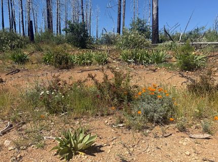7350 S View Dr, Grizzly Flats, CA 95636 Photo