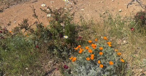 7350 S View Dr, Grizzly Flats, CA 95636 Photo