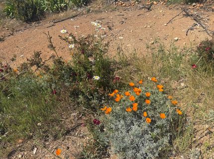 7350 S View Dr, Grizzly Flats, CA 95636 Photo