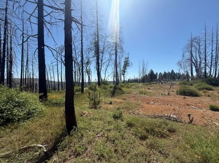 7350 S View Dr, Grizzly Flats, CA 95636 Photo