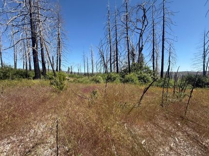 7350 S View Dr, Grizzly Flats, CA 95636 Photo