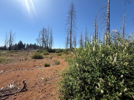7350 S View Dr, Grizzly Flats, CA 95636 Photo