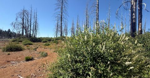 7350 S View Dr, Grizzly Flats, CA 95636 Photo
