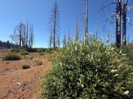 7350 S View Dr, Grizzly Flats, CA 95636 Photo